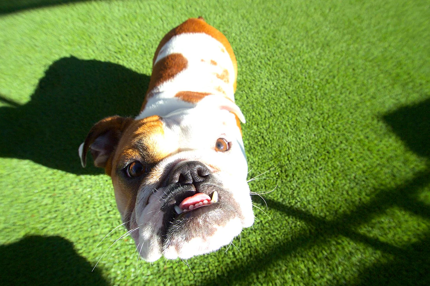 SYNLawn Chicago Pet Installations