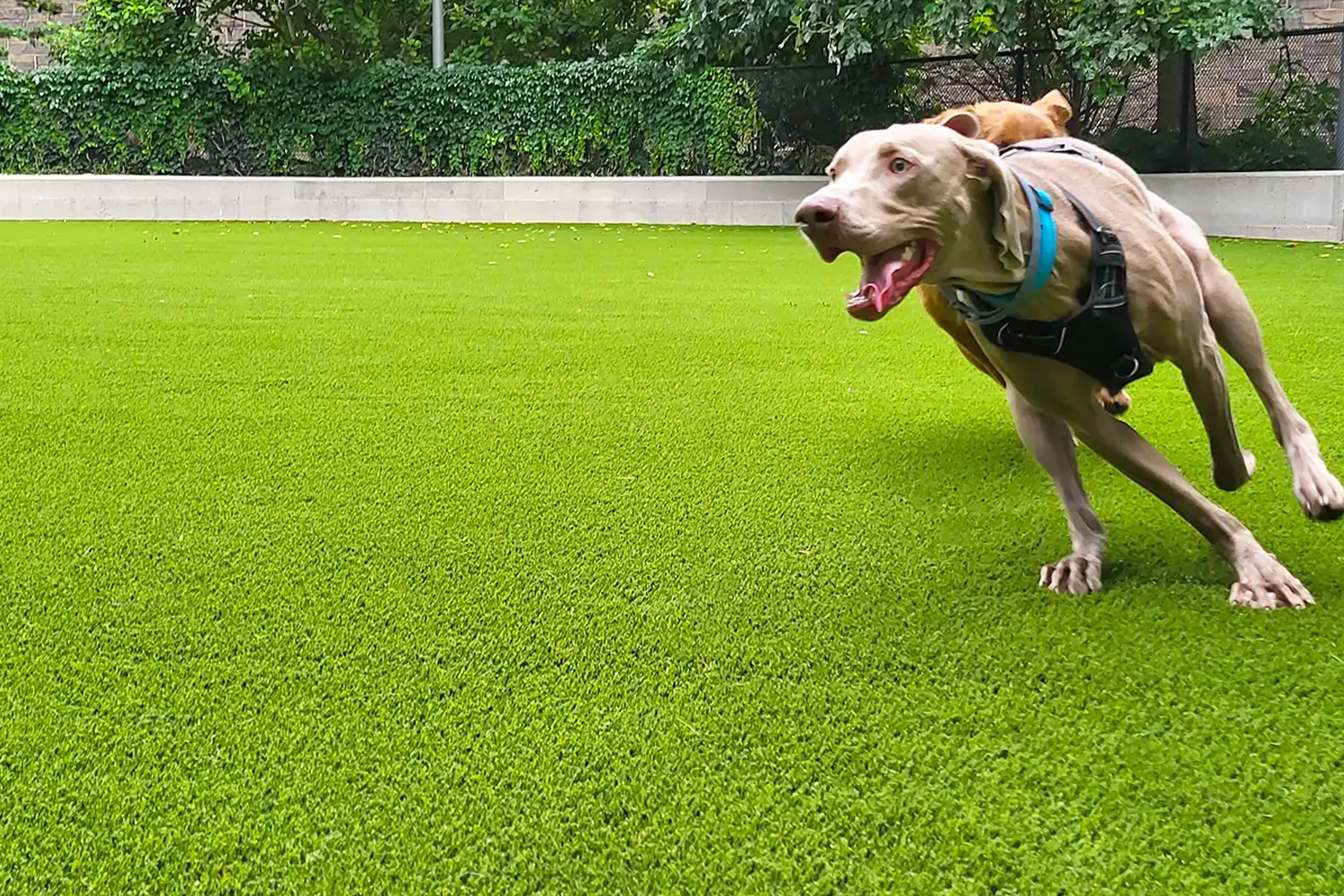 SYNLawn Chicago Pet Installations