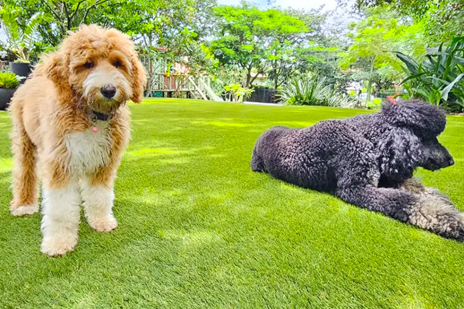 SYNLawn Chicago Pet Installations