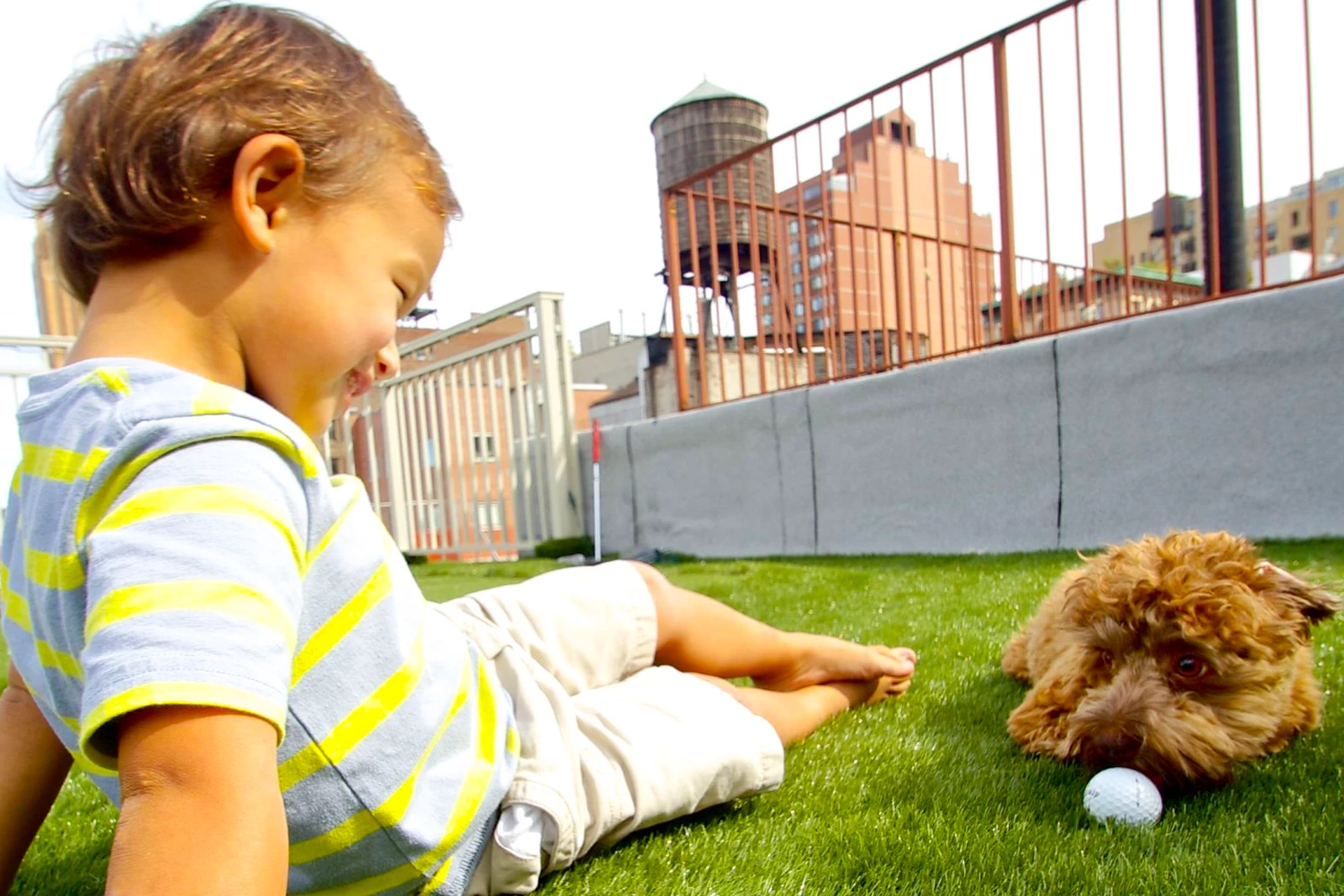 SYNLawn Chicago Pet Installations