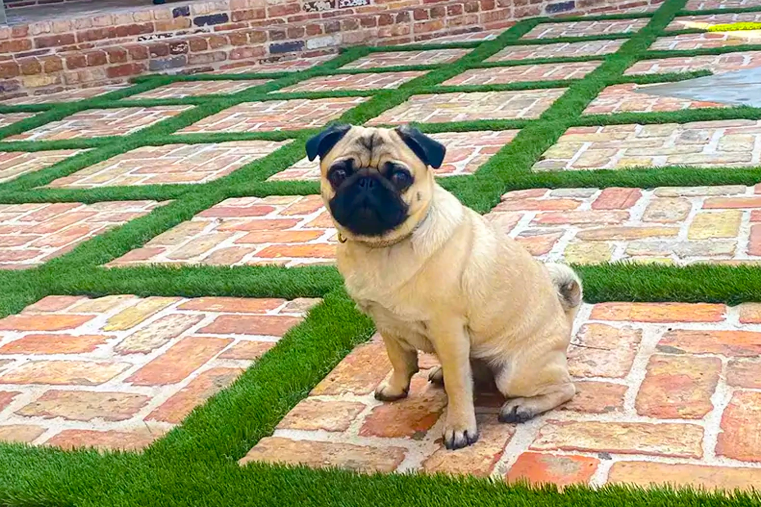 SYNLawn Chicago Pet Installations