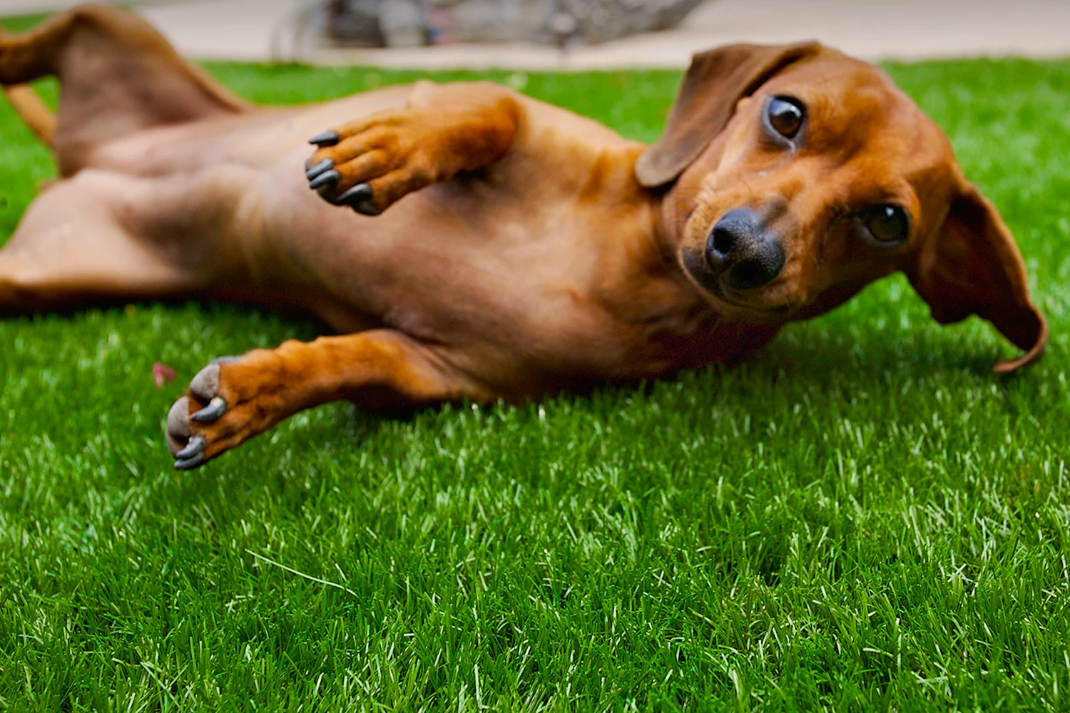 SYNLawn Chicago Pet Installations
